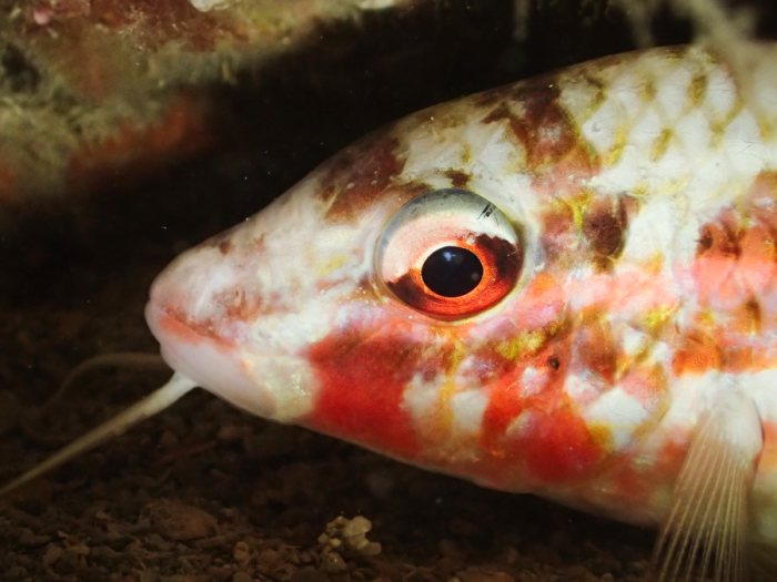 Parupeneus ciliatus