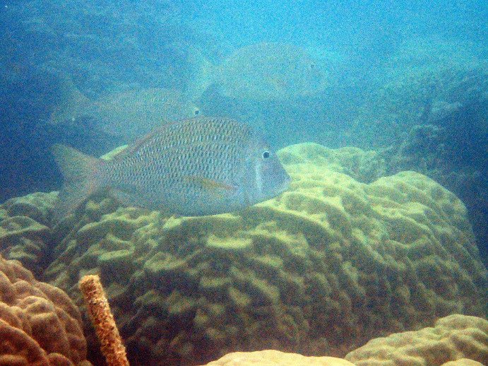 Lethrinus laticaudis