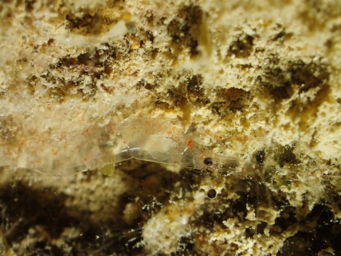 Crevette