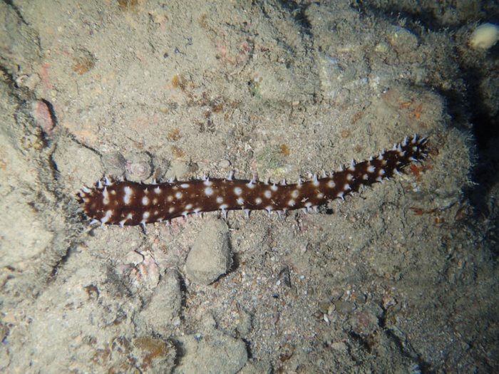 Holothuria (Thymiosycia) hilla