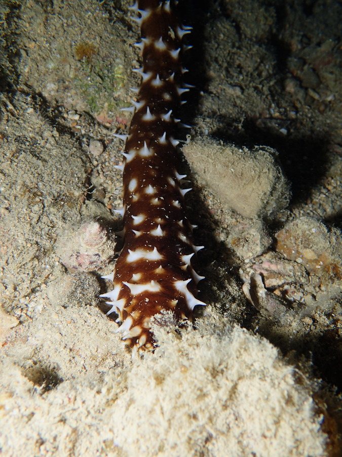 Holothuria (Thymiosycia) hilla