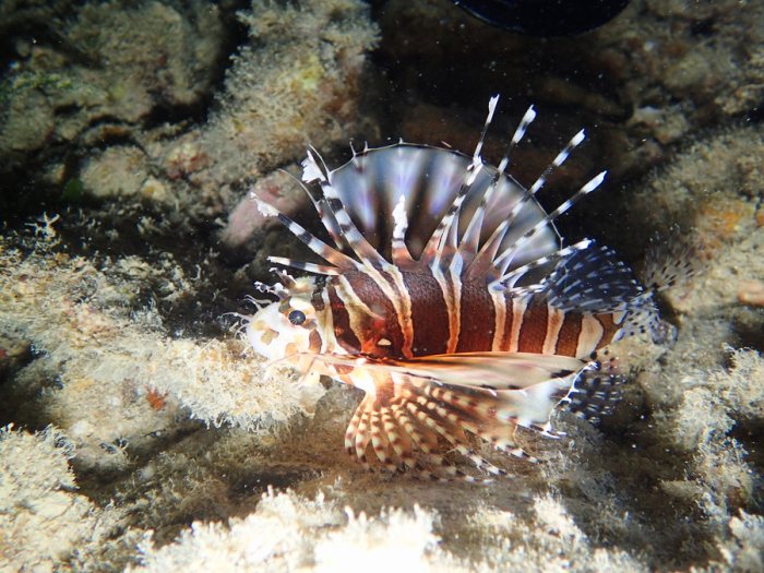 Dendrochirus zebra