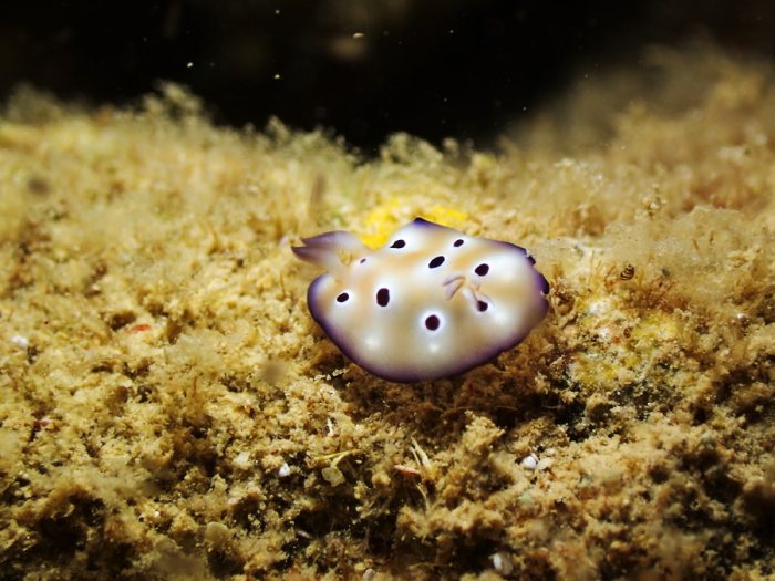 Chromodoris leopardus