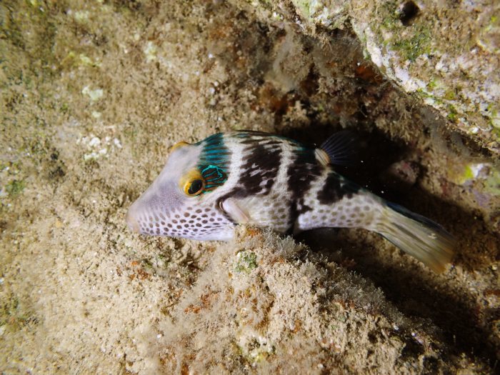 Canthigaster valentini