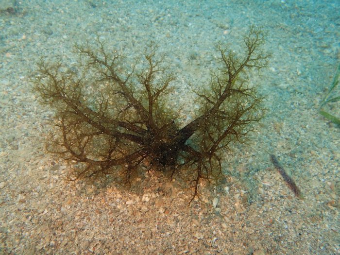 Neothyonidium magnum