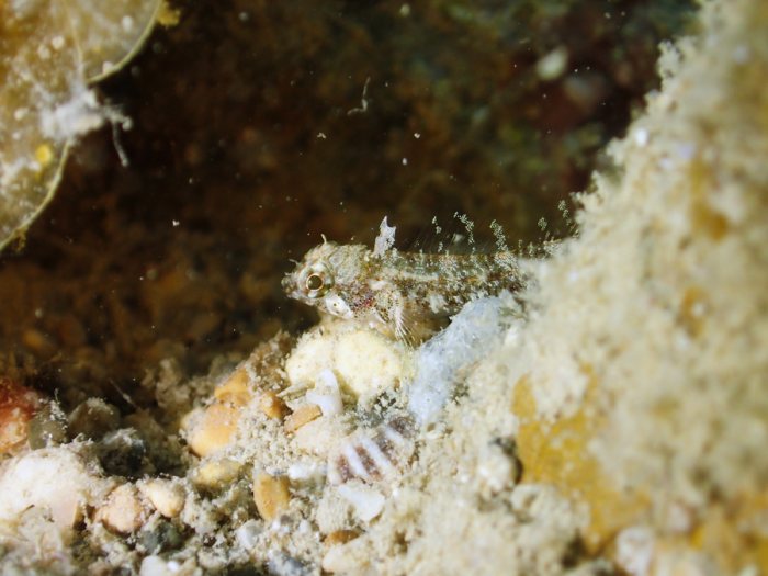 Poisson à trois nageoires