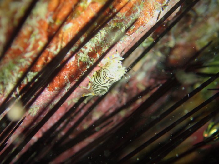 Gnathophyllum americanum