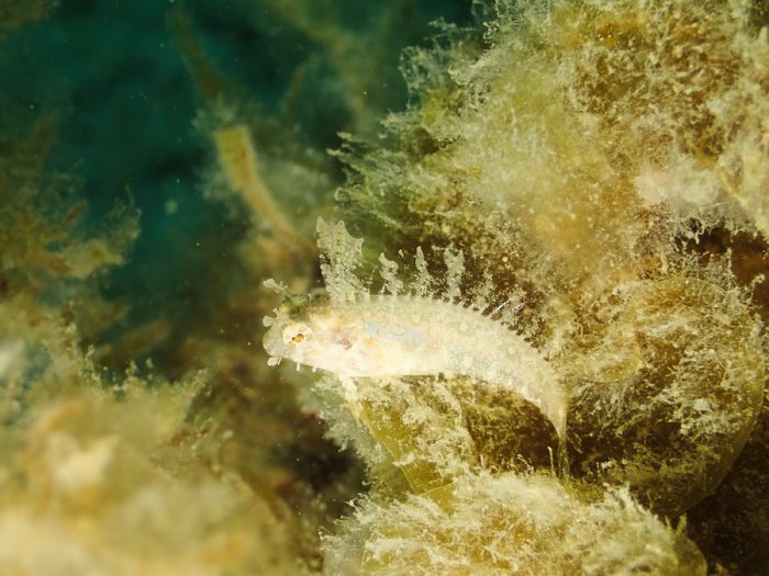 Poisson à trois nageoires