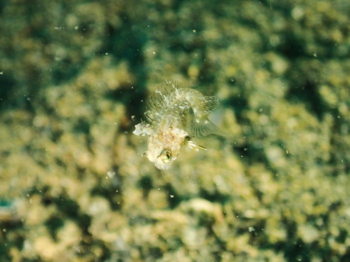 Poisson à trois nageoires