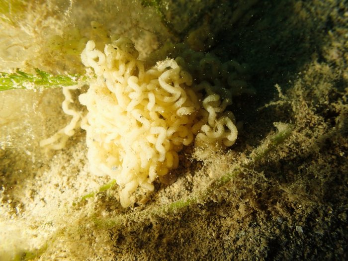 Nudibranche