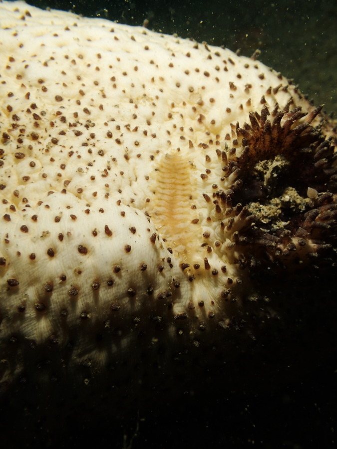 Gastrolepidia clavigera