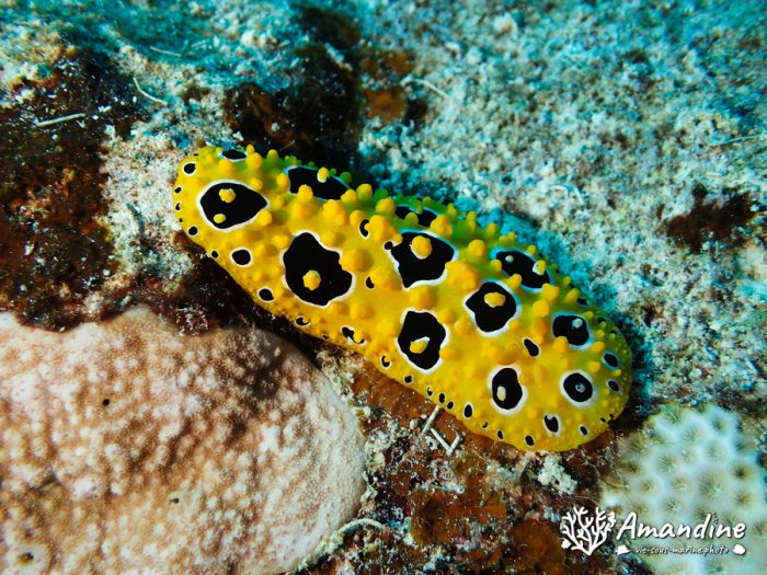 Phyllidia ocellata