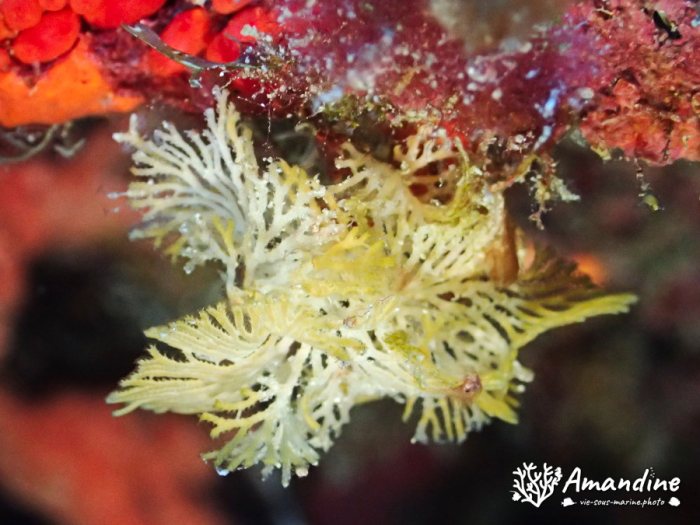 Reteporellina sp.