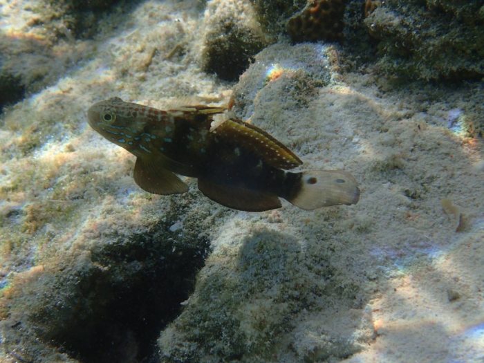 Amblygobius phalaena