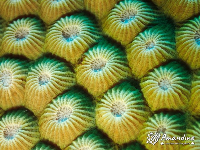 Cnidaires