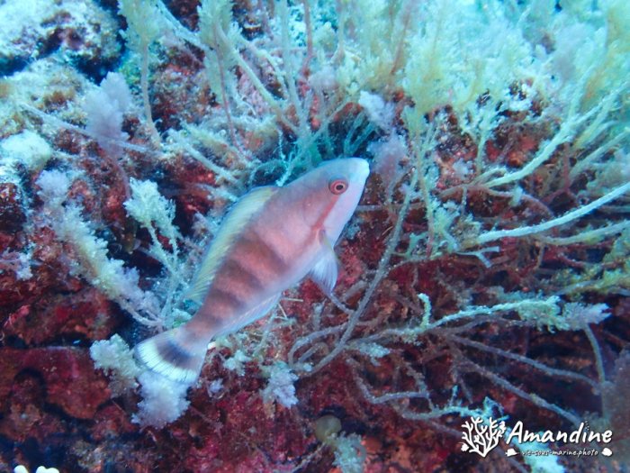 Poissons osseux
