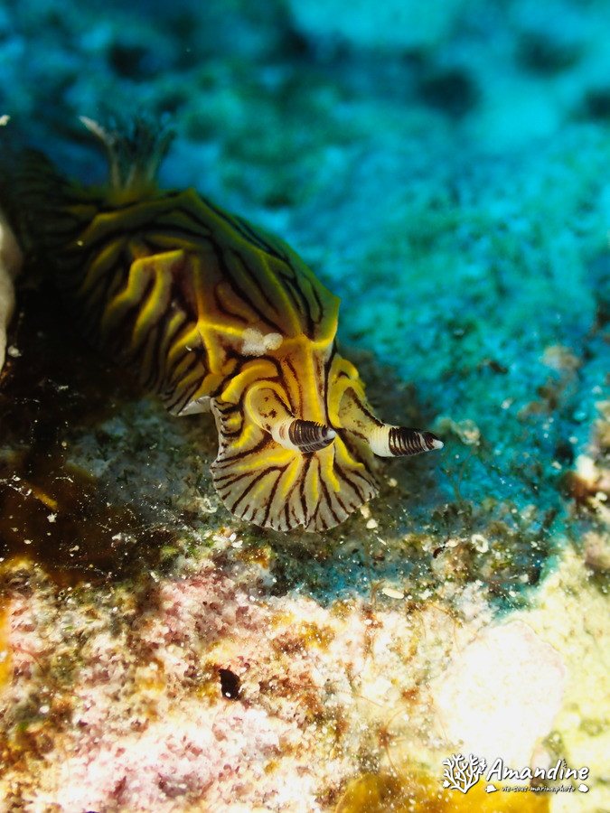 Halgerda johnsonorum