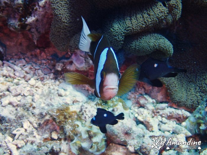 Amphiprion akindynos