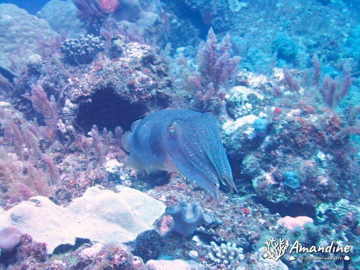 Seiche (Sepia latimanus)