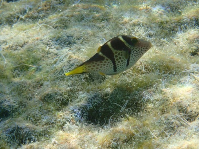 Canthigaster valentini