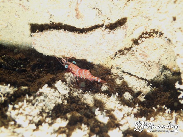 Cinetorhynchus reticulatus