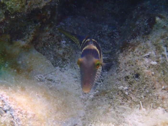 Canthigaster valentini