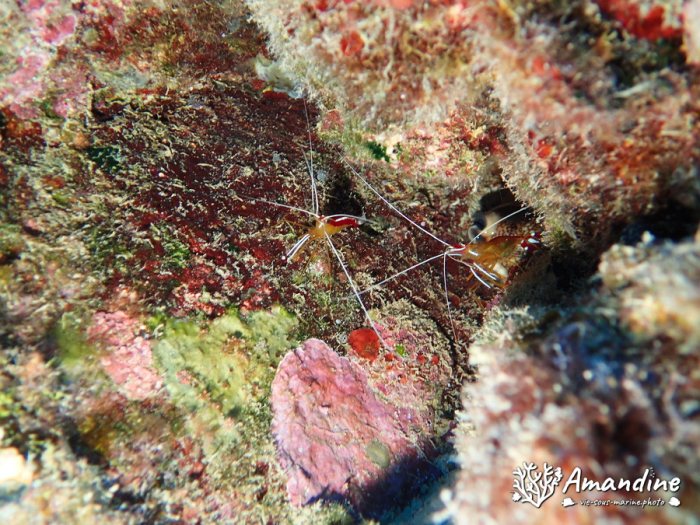 Lysmata amboinensis