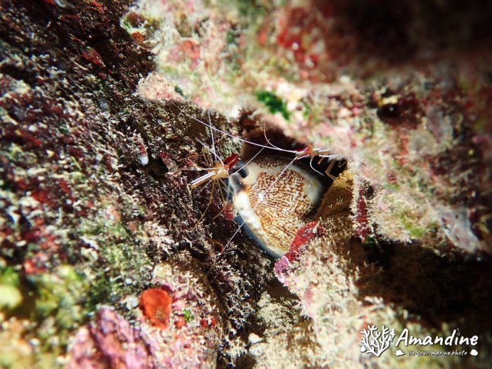 Lysmata amboinensis