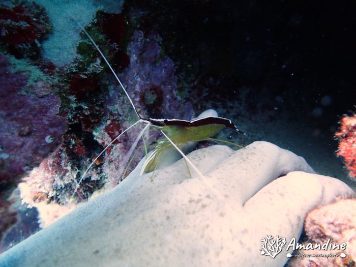Lysmata amboinensis