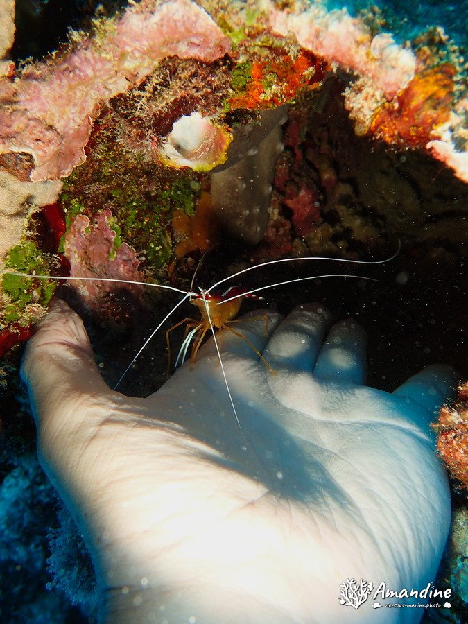 Lysmata amboinensis