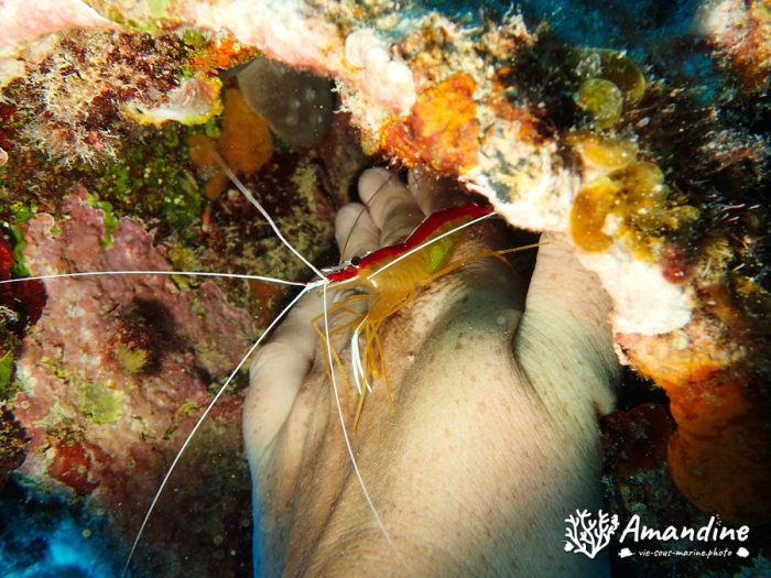 Lysmata amboinensis