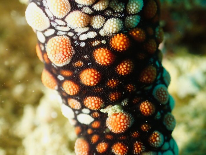 Nardoa gomophia