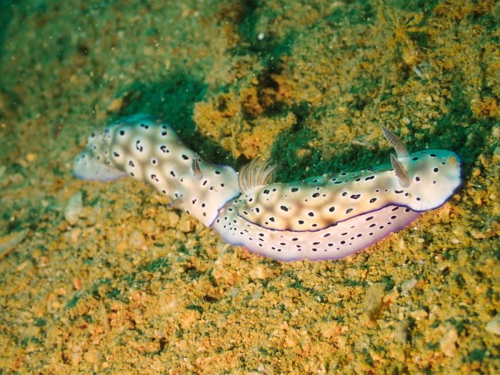 Hypselodoris tryoni