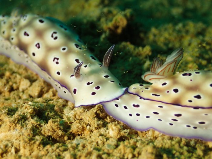 Hypselodoris tryoni