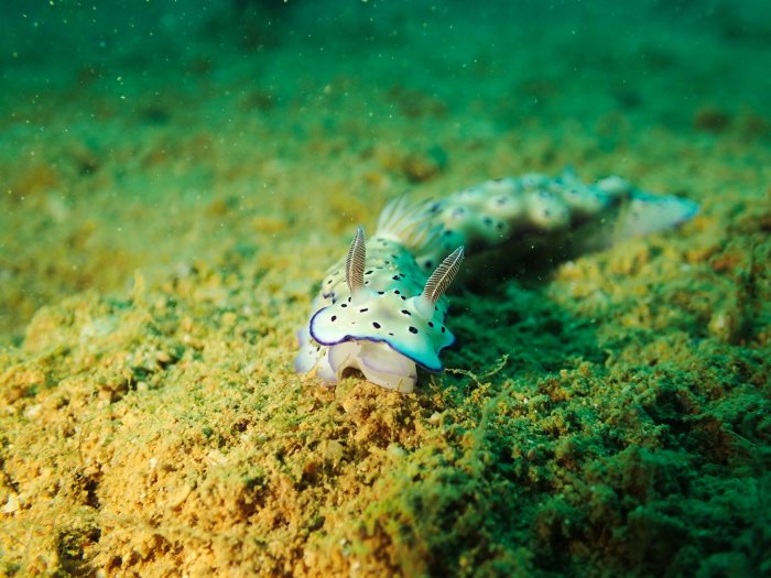 Hypselodoris tryoni
