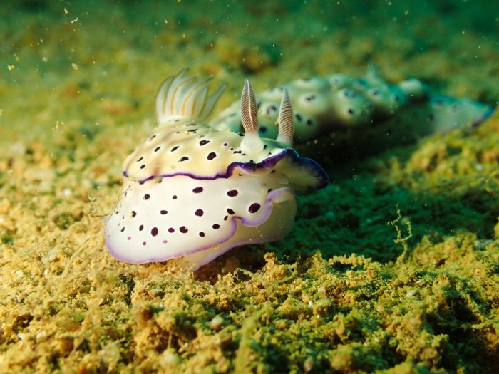 Hypselodoris tryoni