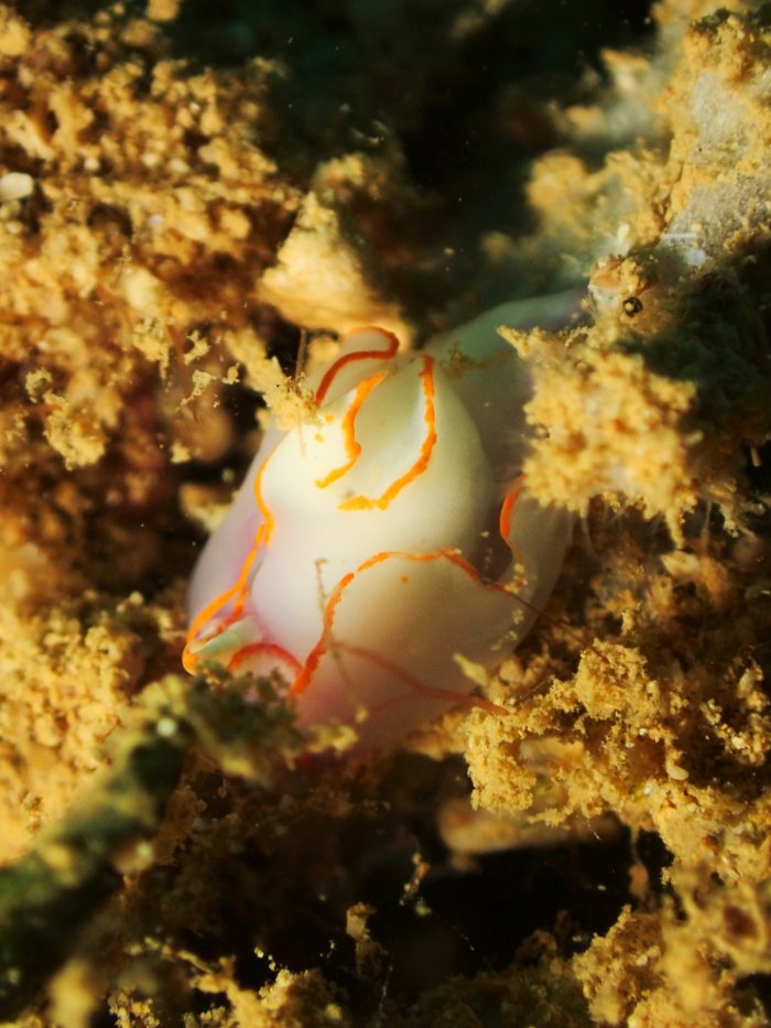 Sagaminopteron ornatum