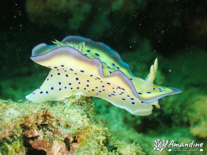 Goniobranchus kuniei