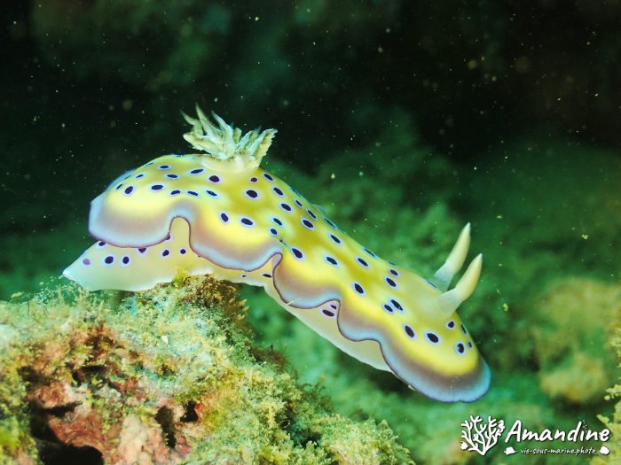 Goniobranchus kuniei
