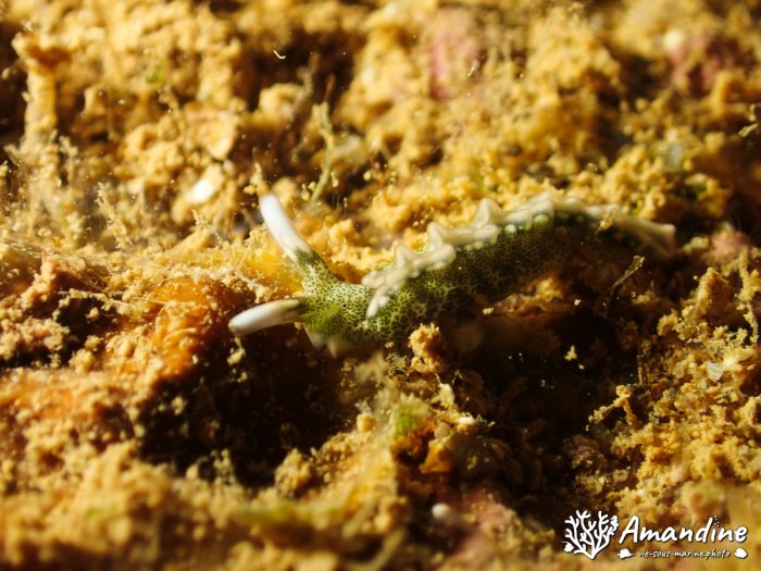 Thuridilla carlsoni