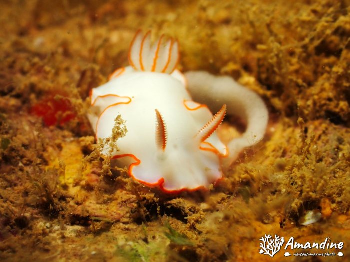 Thorunna furtiva