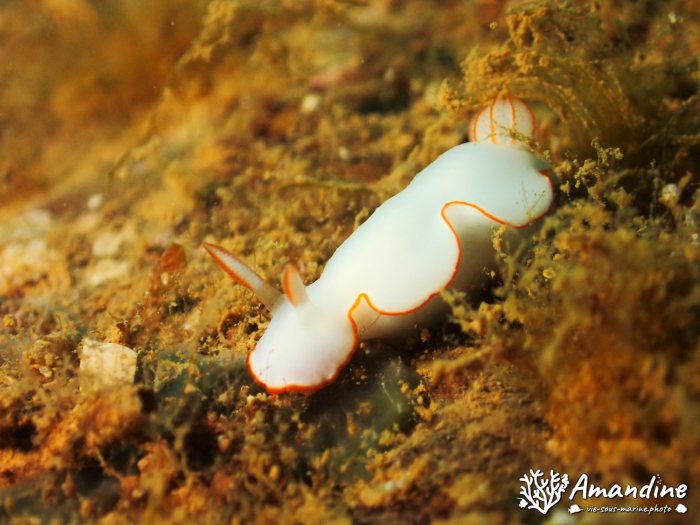 Thorunna furtiva