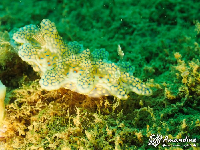 Ceratosoma sinuatum