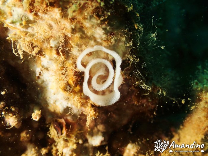 Thorunna furtiva