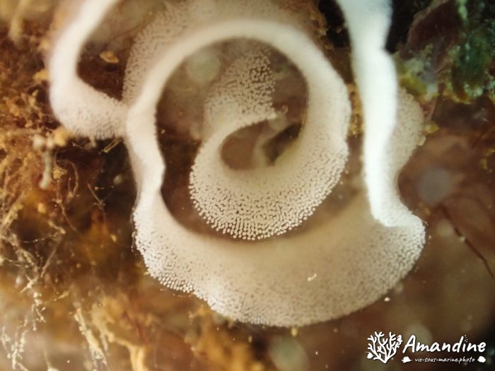 Thorunna furtiva