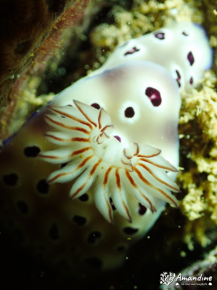 Hypselodoris tryoni
