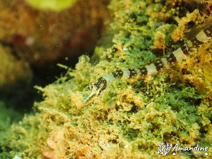 Corythoichthys amplexus