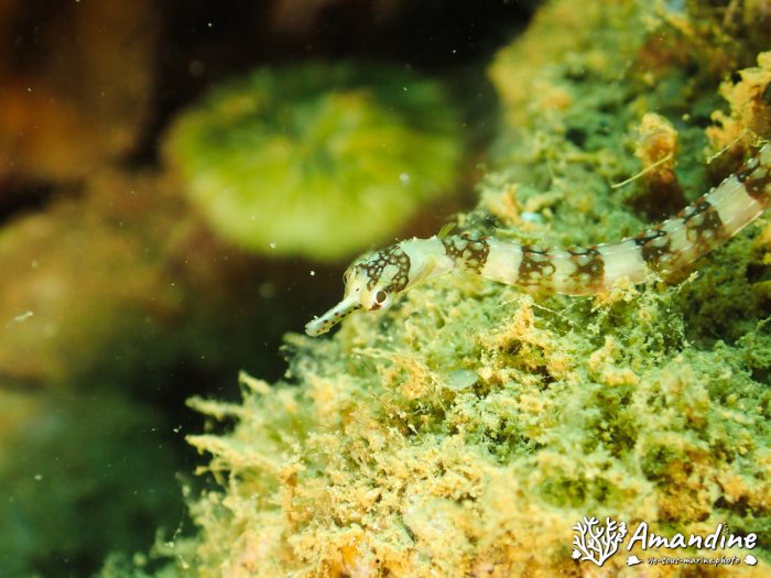 Corythoichthys amplexus