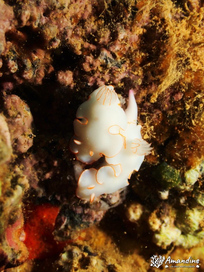 Thorunna furtiva