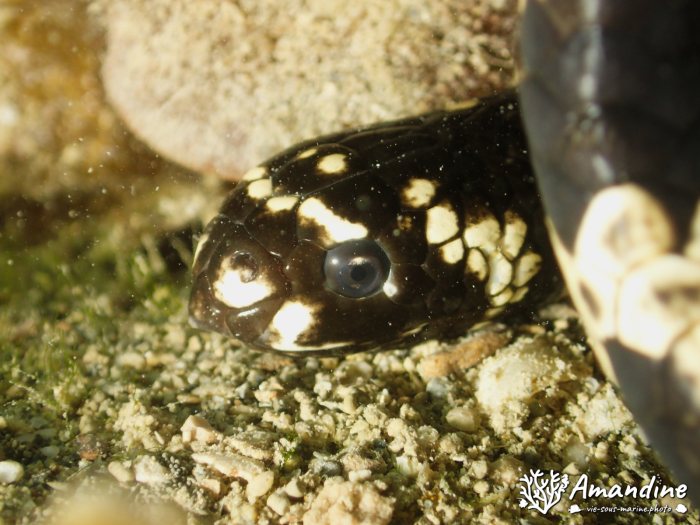 Emydocephalus annulatus